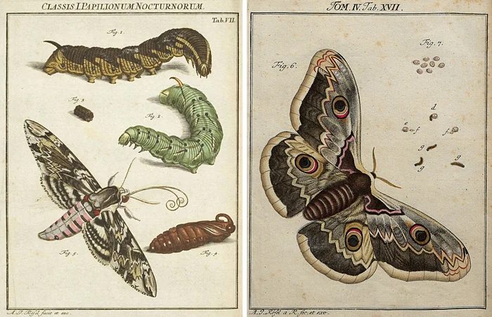 Over 25 striking printable FREE vintage images of butterflies and moths. well fitted art for a gallery wall!