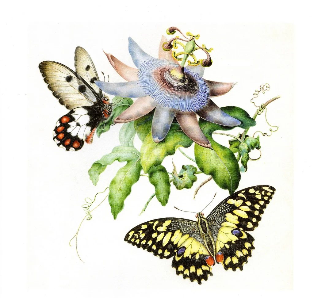 Over 25 striking printable FREE vintage images of butterflies and moths. well fitted art for a gallery wall!