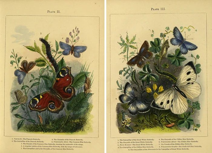 25+ Free Butterflies and Moths Vintage Printable Art Images