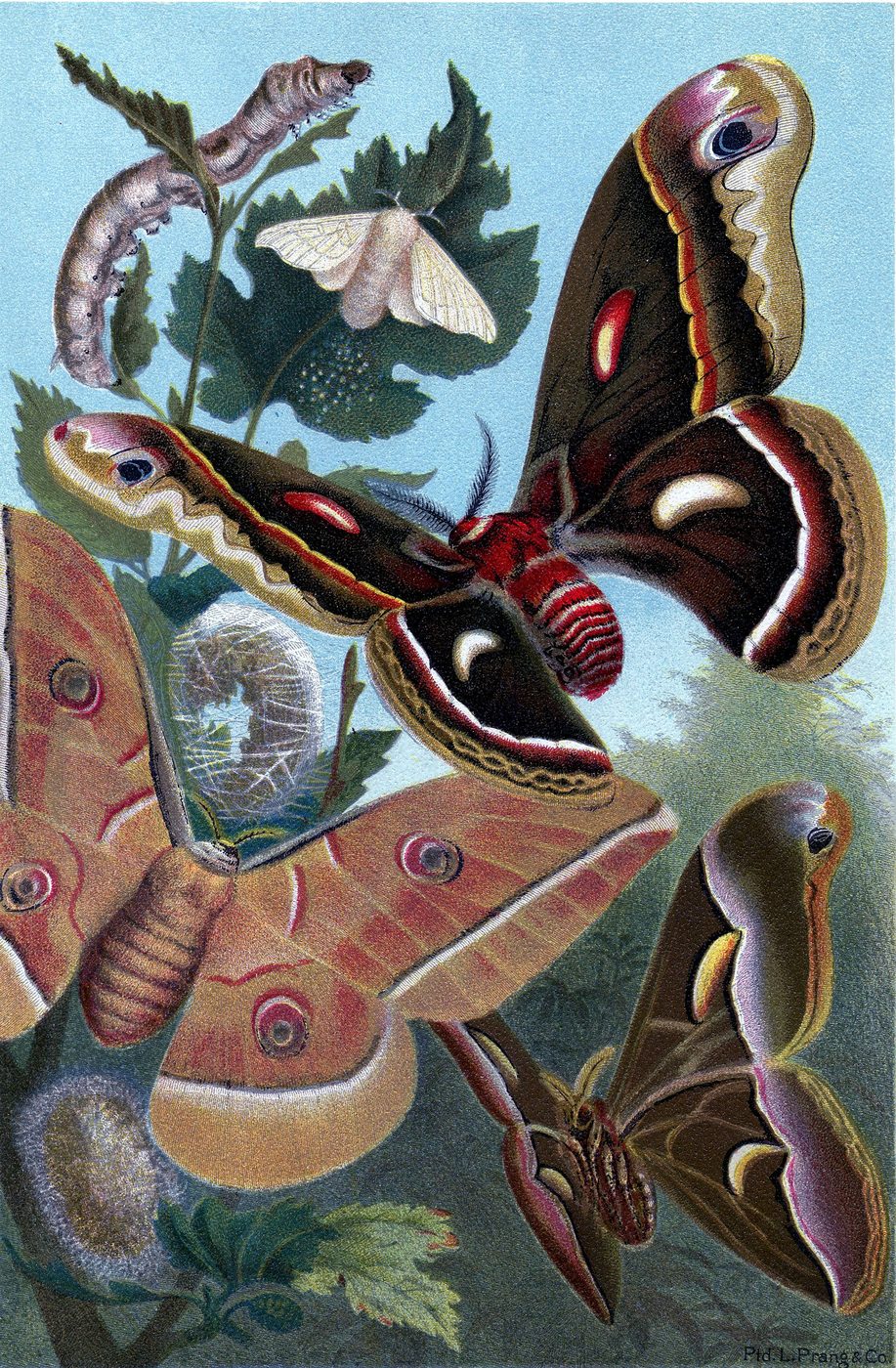 25+ Free Butterflies and Moths Vintage Printable Art Images