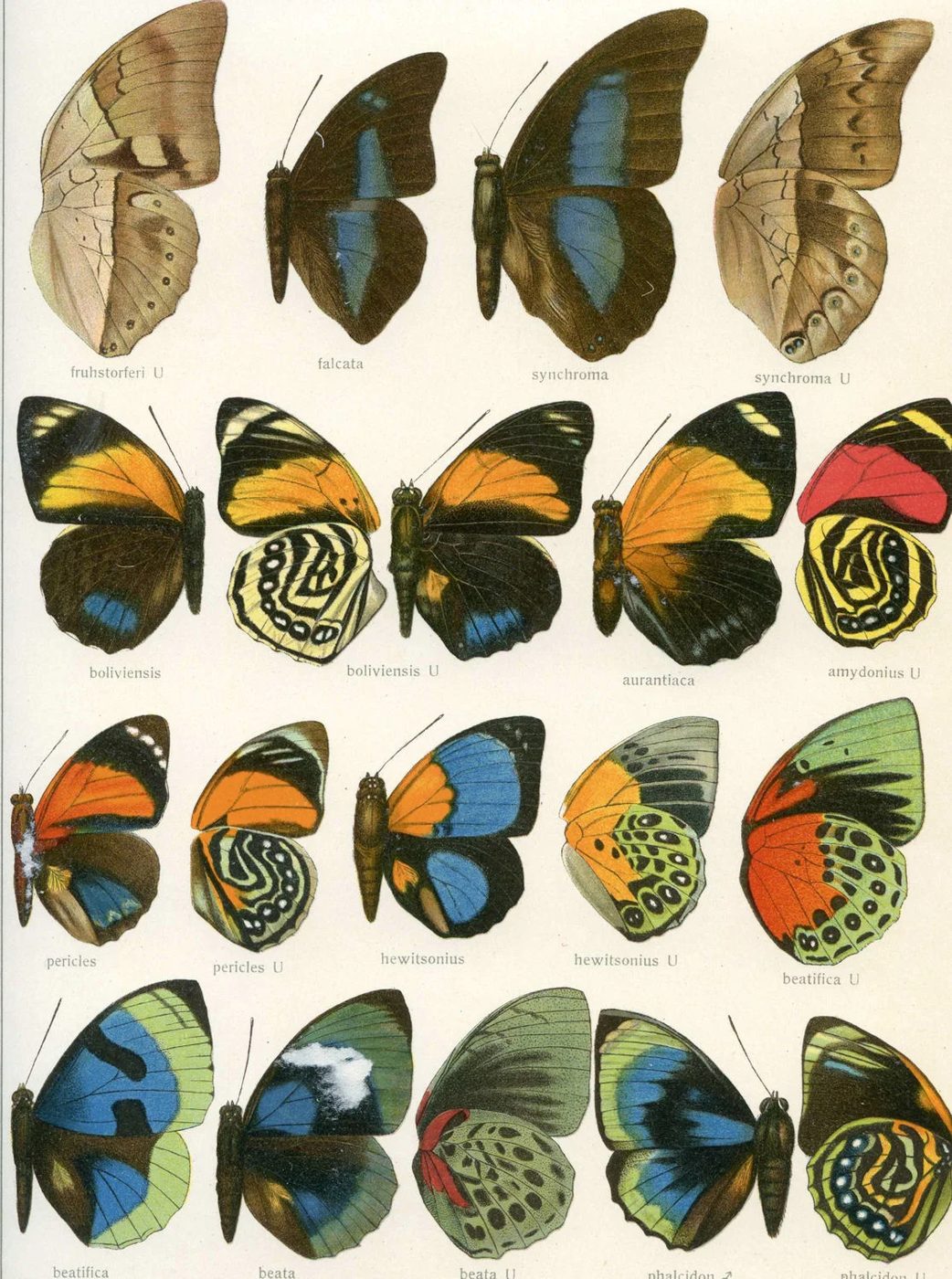 25+ Free Butterflies and Moths Vintage Printable Art Images