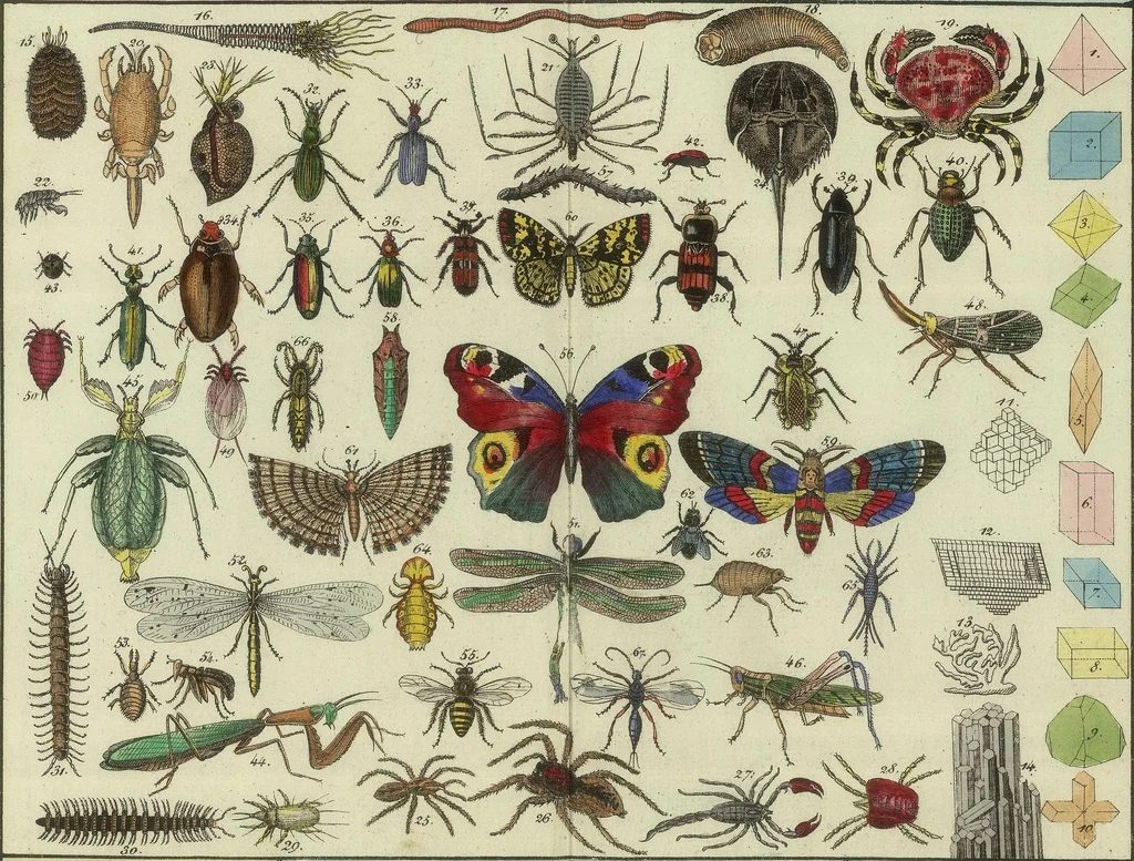 Over 25 striking printable FREE vintage images of butterflies and moths. well fitted art for a gallery wall!