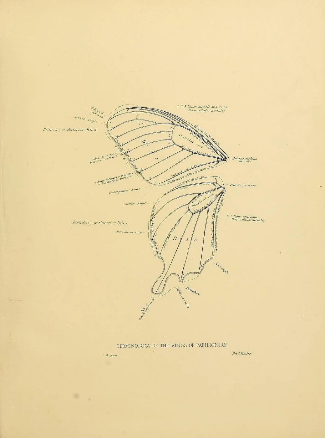 25+ Free Butterflies and Moths Vintage Printable Art Images