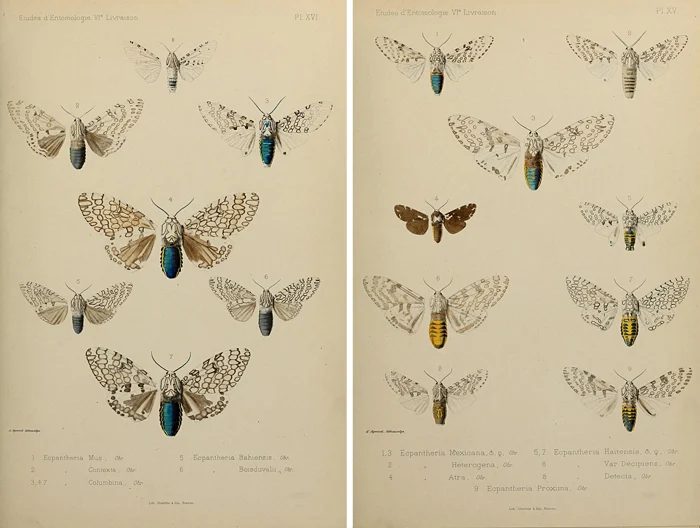 25+ Free Butterflies and Moths Vintage Printable Art Images
