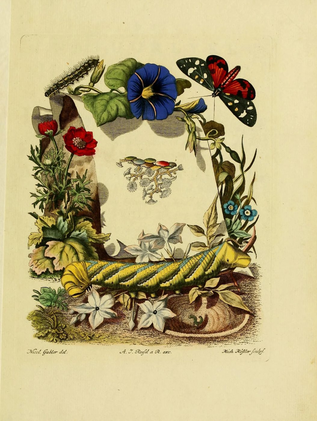 25+ Free Butterflies and Moths Vintage Printable Art Images