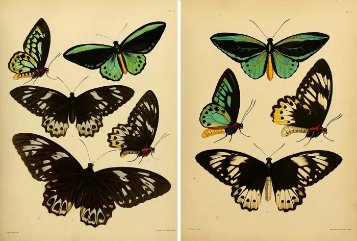 25+ Free Butterflies and Moths Vintage Printable Art Images