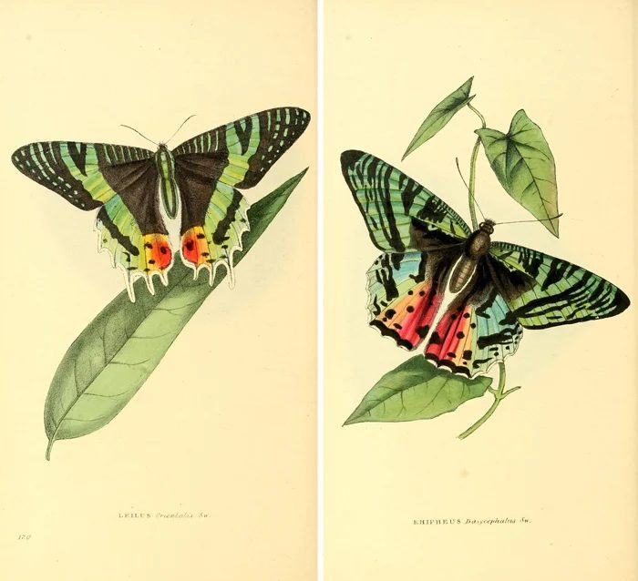 Over 25 striking printable FREE vintage images of butterflies and moths. well fitted art for a gallery wall!