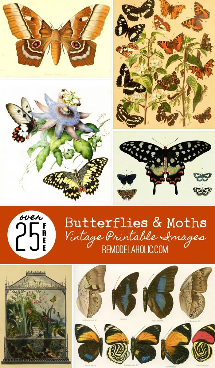 Adorn your walls with striking butterflies with these free printable vintage images of butterflies and moths, plus tips for printing images and how to decorate with them.