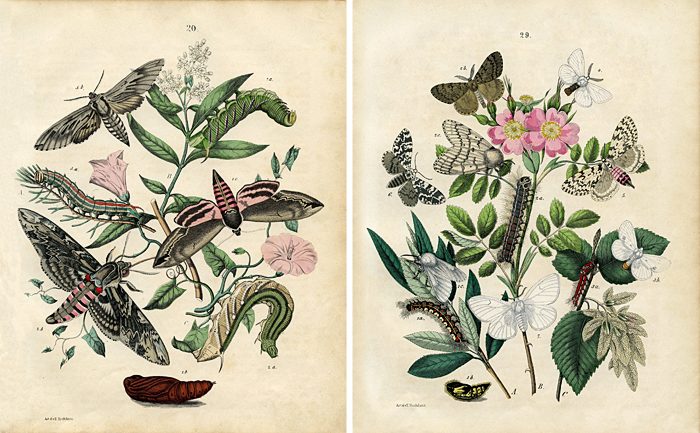 Over 25 striking printable FREE vintage images of butterflies and moths. well fitted art for a gallery wall!