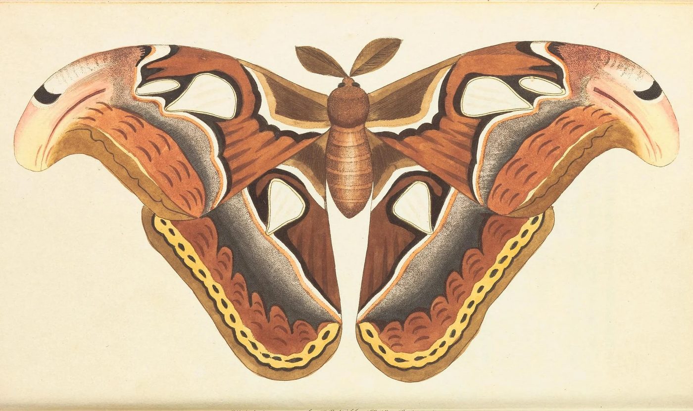 25+ Free Butterflies and Moths Vintage Printable Art Images