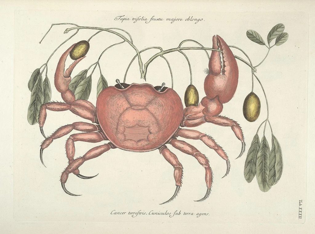 25+ FREE Vintage Printable Aquatic Images via Bekob.com #printable #ocean #coastal