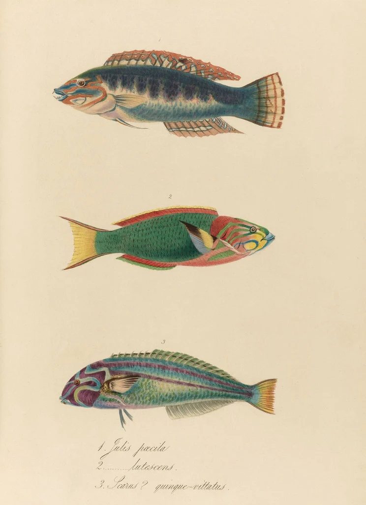 25+ FREE Vintage Printable Aquatic Images via Bekob.com #printable #ocean #coastal