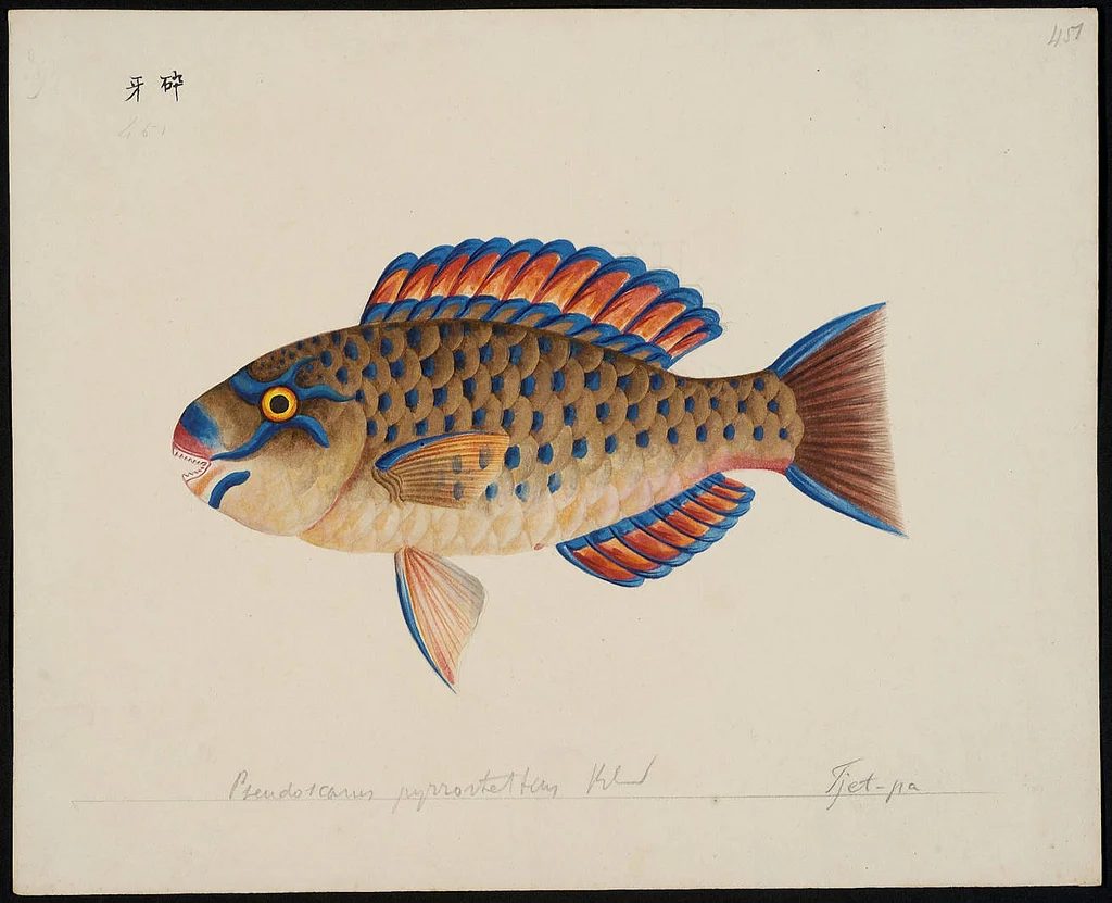 25+ FREE Vintage Printable Aquatic Images via Bekob.com #printable #ocean #coastal