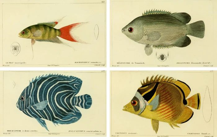 25+ FREE Vintage Printable Aquatic Images via Bekob.com #printable #ocean #coastal