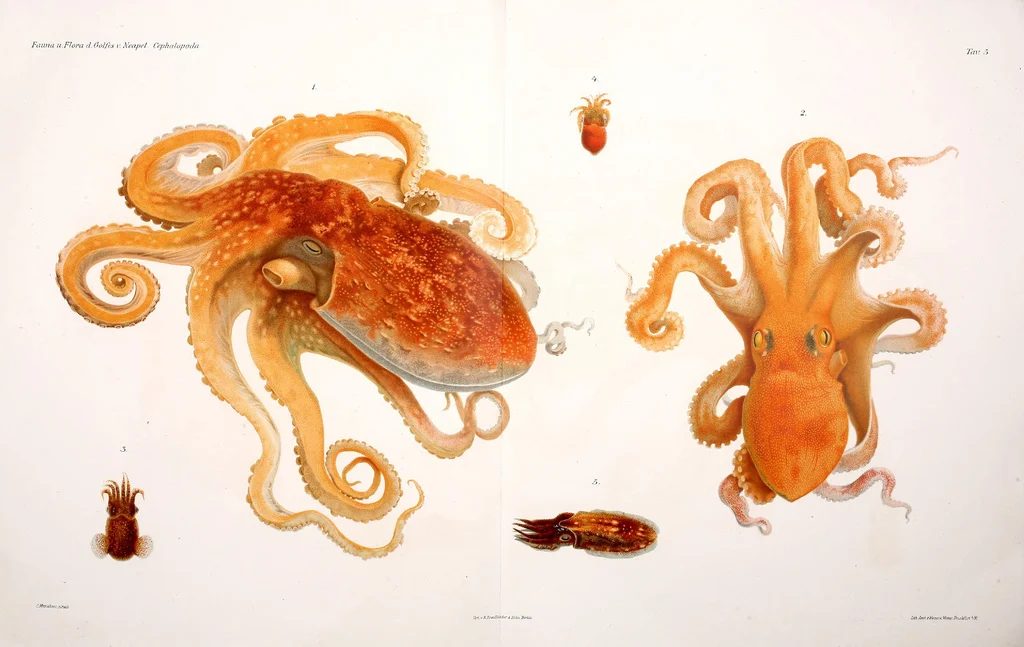 25+ FREE Vintage Printable Aquatic Images via Bekob.com #printable #ocean #coastal