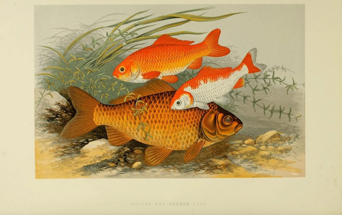 25+ FREE Vintage Printable Aquatic Images via Bekob.com #printable #ocean #coastal
