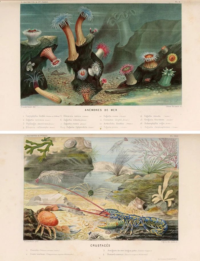 25+ FREE Vintage Printable Aquatic Images via Bekob.com #printable #ocean #coastal