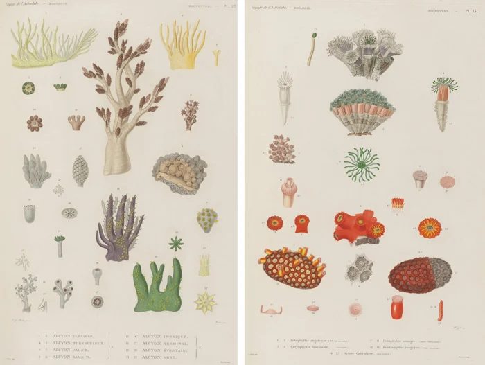 25+ FREE Vintage Printable Aquatic Images via Bekob.com #printable #ocean #coastal