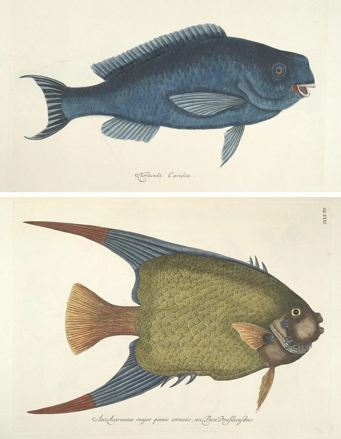 25+ FREE Vintage Printable Aquatic Images via Bekob.com #printable #ocean #coastal