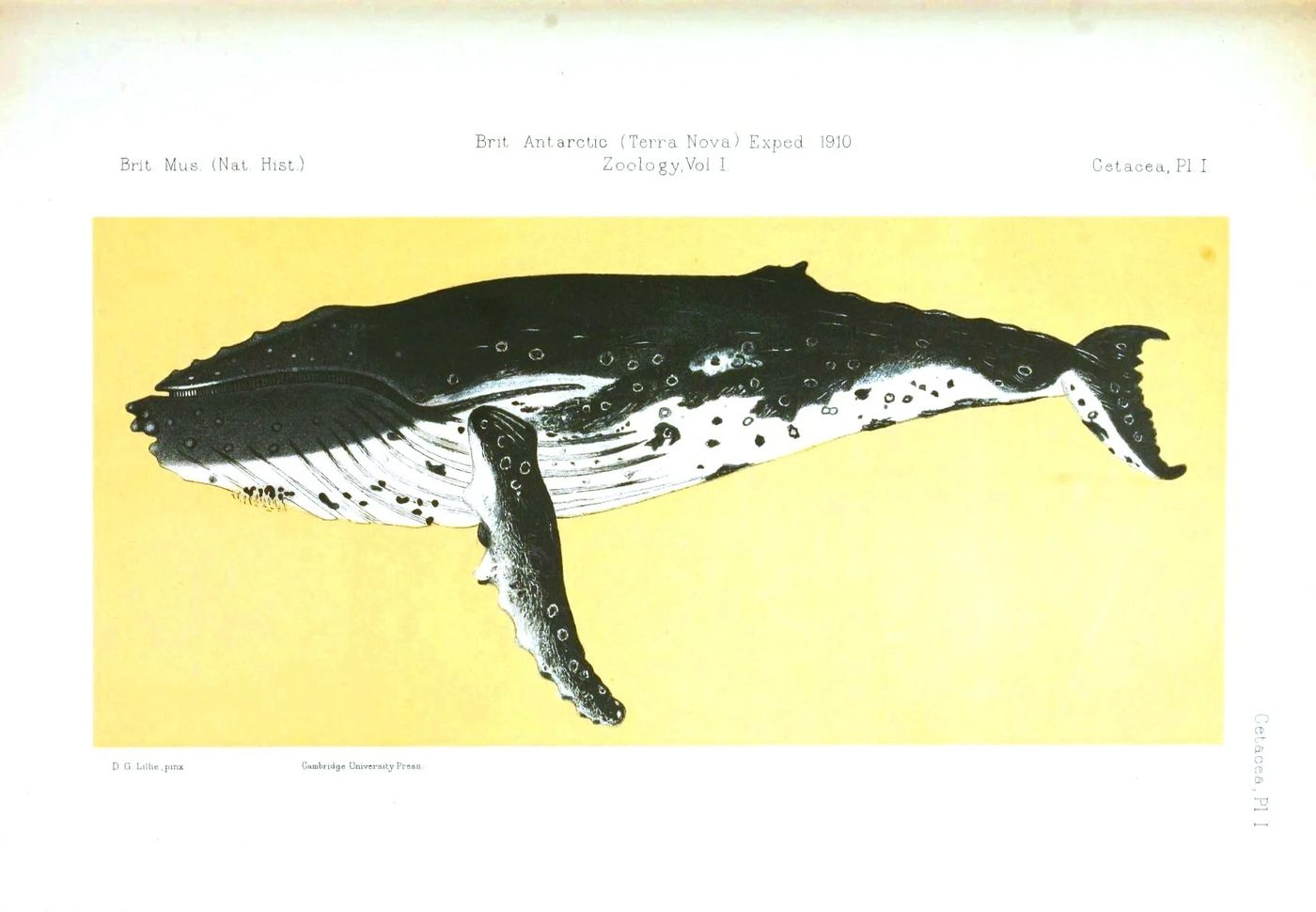 25+ FREE Vintage Printable Aquatic Images via Bekob.com #printable #ocean #coastal