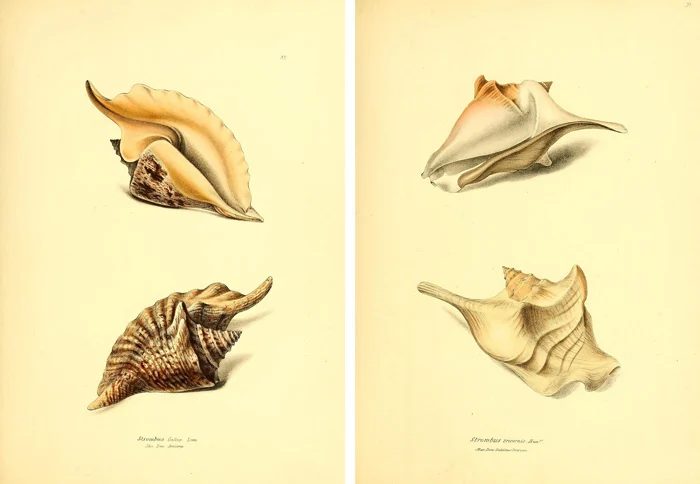 25+ FREE Vintage Printable Aquatic Images via Bekob.com #printable #ocean #coastal