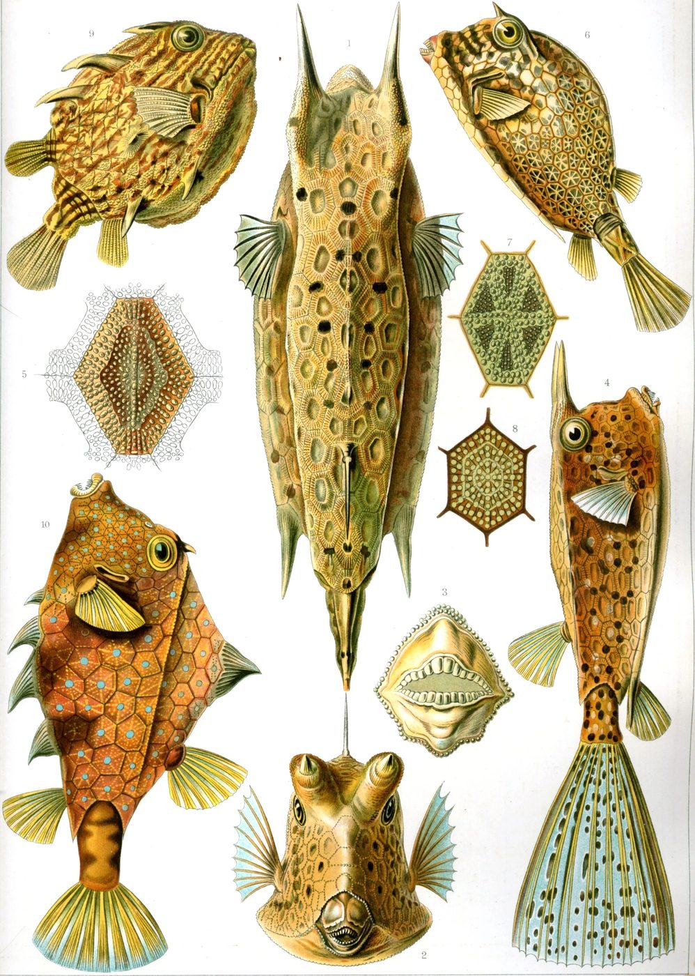 25+ FREE Vintage Printable Aquatic Images via Bekob.com #printable #ocean #coastal