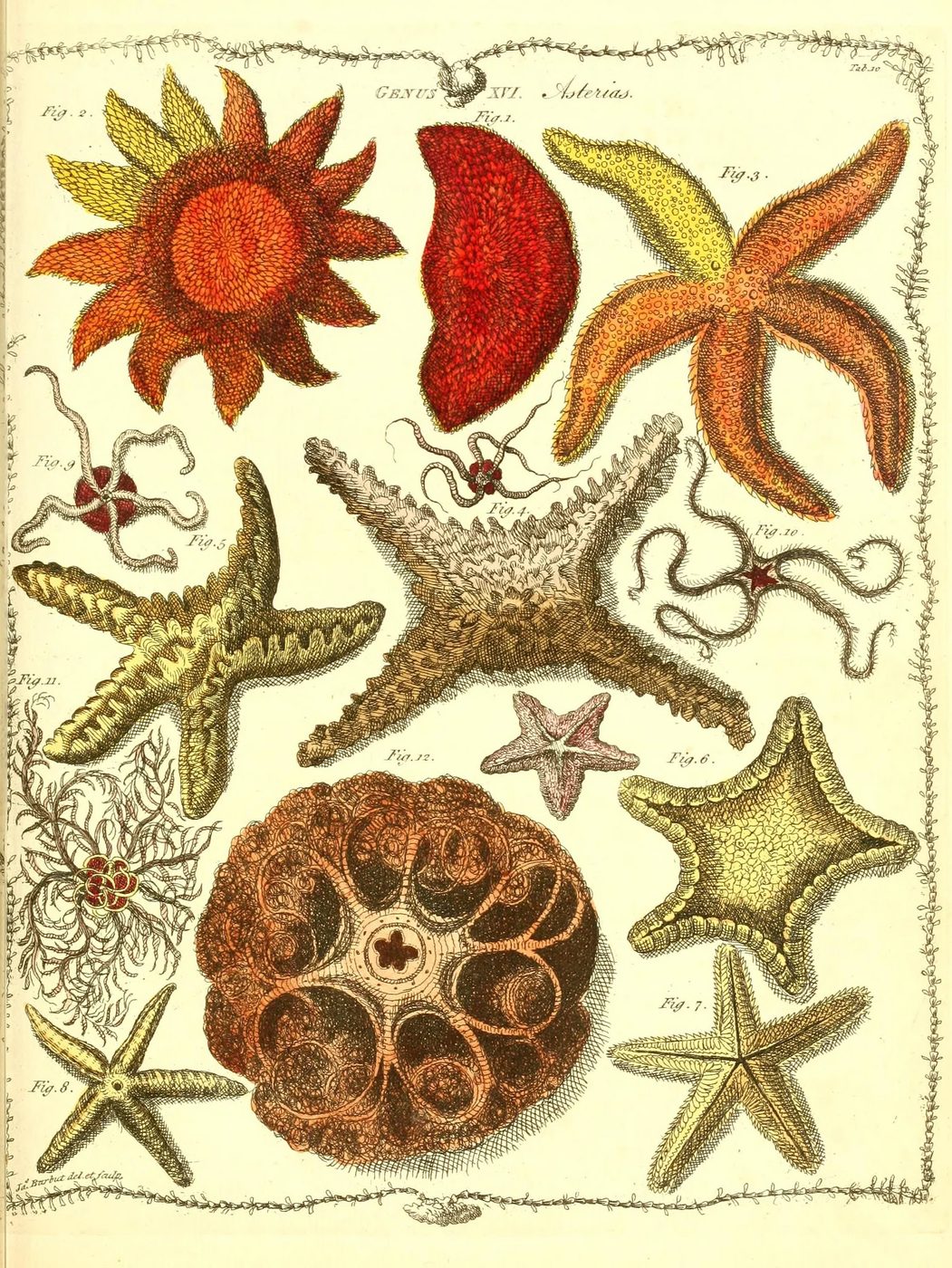 25+ FREE Vintage Printable Aquatic Images via Bekob.com #printable #ocean #coastal