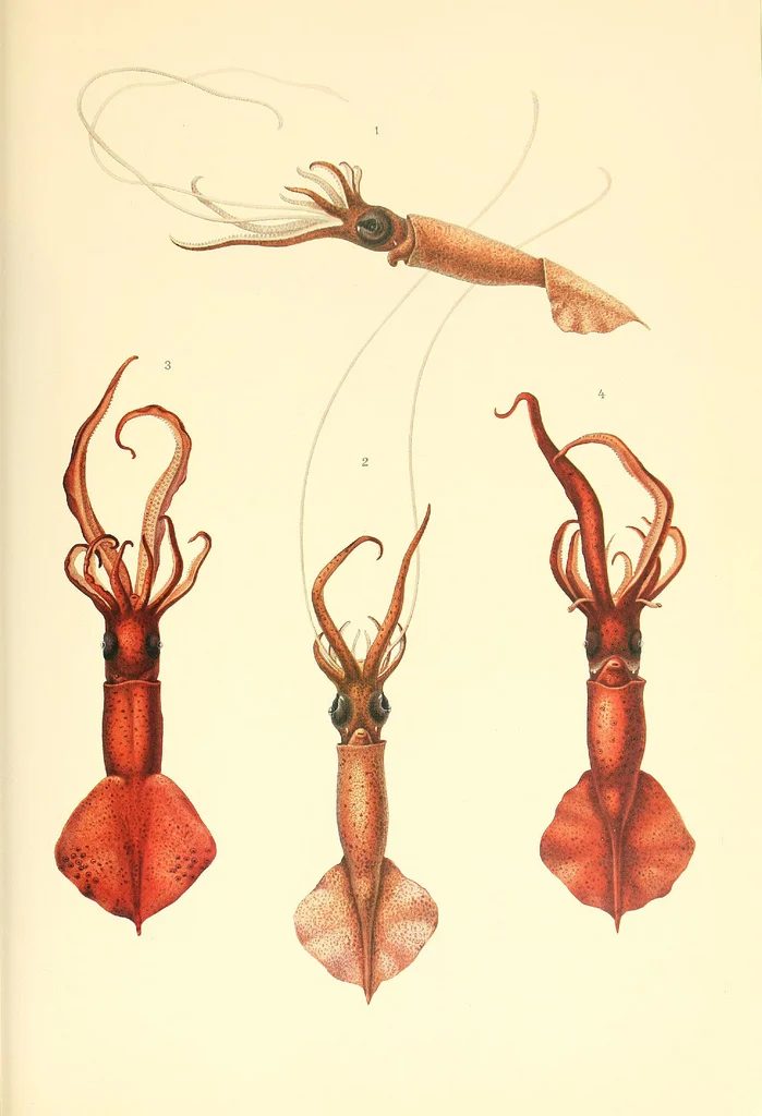 25+ FREE Vintage Printable Aquatic Images via Bekob.com #printable #ocean #coastal