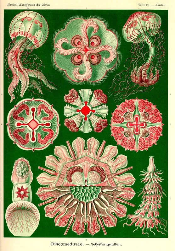 25+ FREE Vintage Printable Aquatic Images via Bekob.com #printable #ocean #coastal