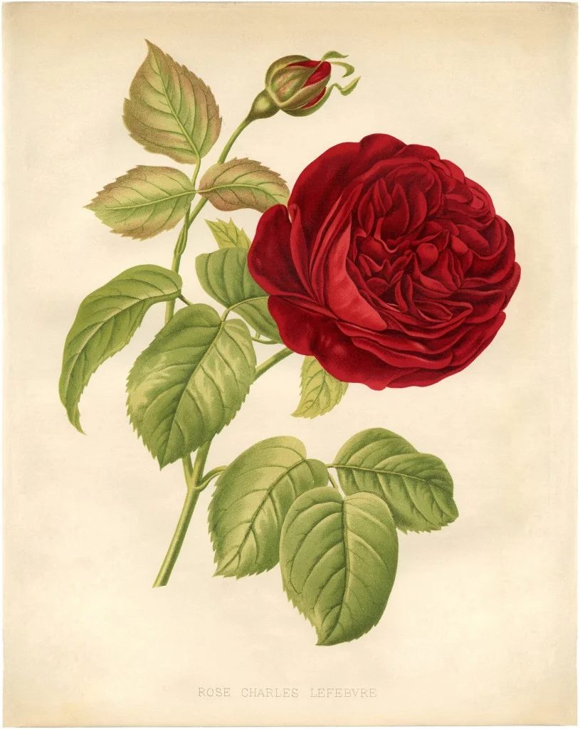 25+ Free Vintage Printable Floral Images | Bekob.com #art #vintage #printable