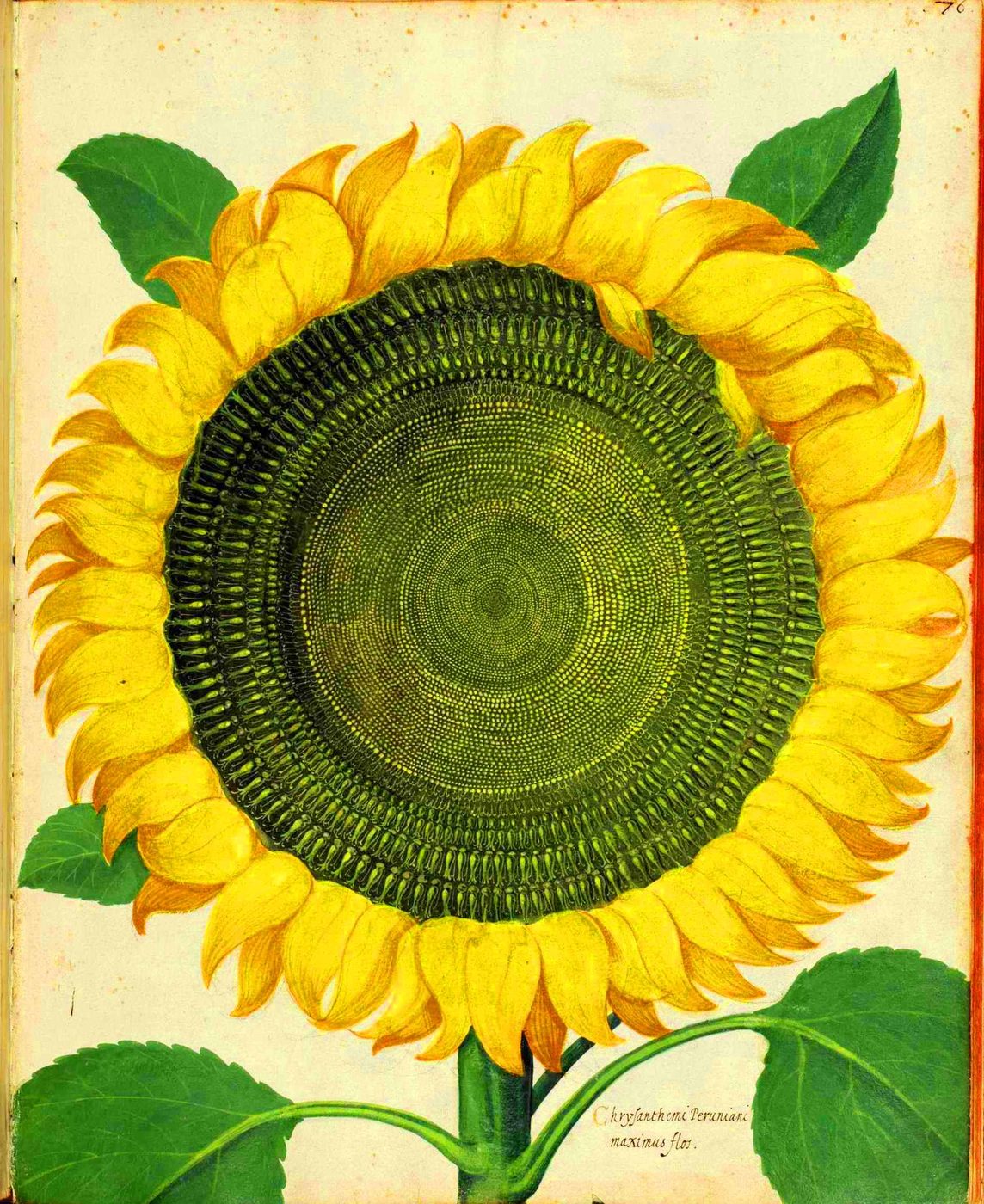 25+ Free Vintage Printable Floral Images | Bekob.com #art #vintage #printable