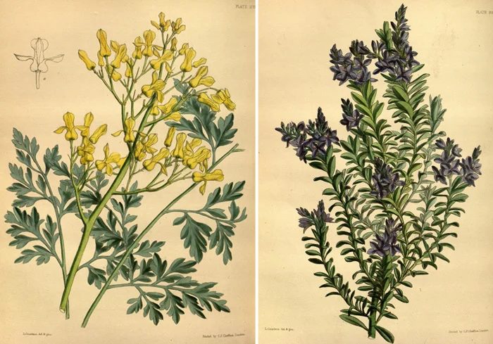 25+ Free Vintage Printable Floral Images | Bekob.com #art #vintage #printable