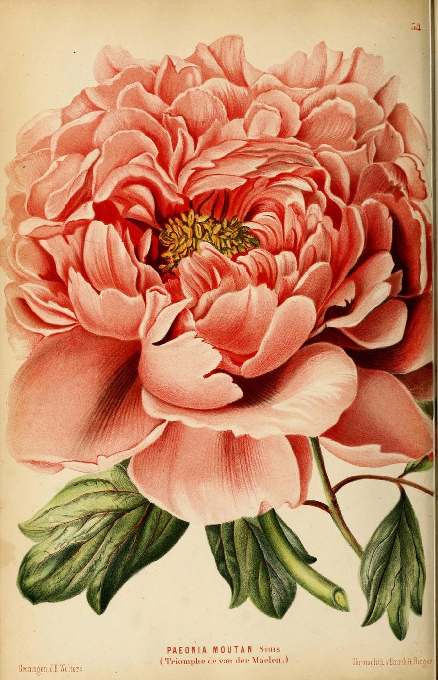 25+ Free Vintage Printable Floral Images | Bekob.com #art #vintage #printable