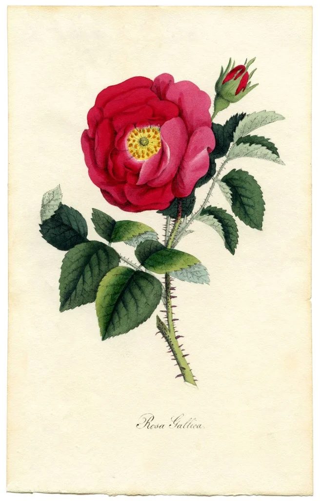 25+ Free Vintage Printable Floral Images | Bekob.com #art #vintage #printable