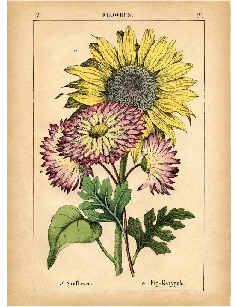 25+ Free Vintage Printable Floral Images | Bekob.com #art #vintage #printable
