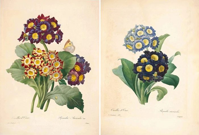 25+ Free Vintage Printable Floral Images | Bekob.com #art #vintage #printable