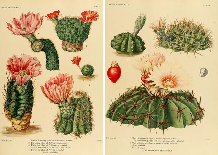 25+ Free Vintage Printable Floral Images | Bekob.com #art #vintage #printable