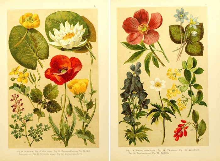 25+ Free Vintage Printable Floral Images | Bekob.com #art #vintage #printable