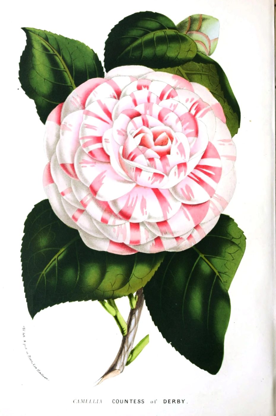 25+ Free Vintage Printable Floral Images | Bekob.com #art #vintage #printable