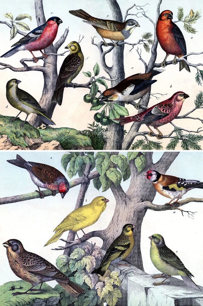 Over 25 Free Vintage Bird Printable Images | Bekob.com #art #free #printable