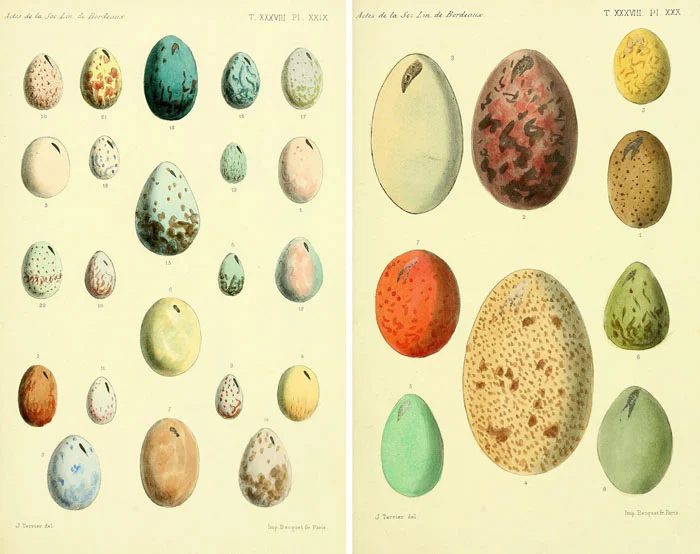 Over 25 Free Vintage Bird Printable Images | Bekob.com #art #free #printable