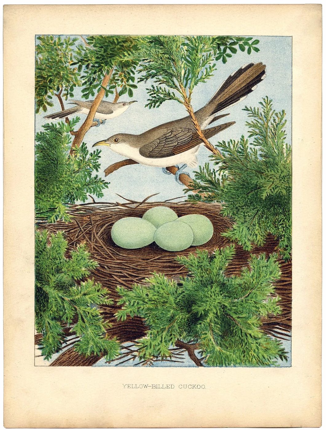 Over 25 Free Vintage Bird Printable Images | Bekob.com #art #free #printable