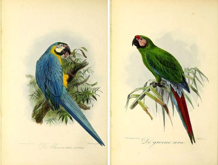 Over 25 Free Vintage Bird Printable Images | Bekob.com #art #free #printable