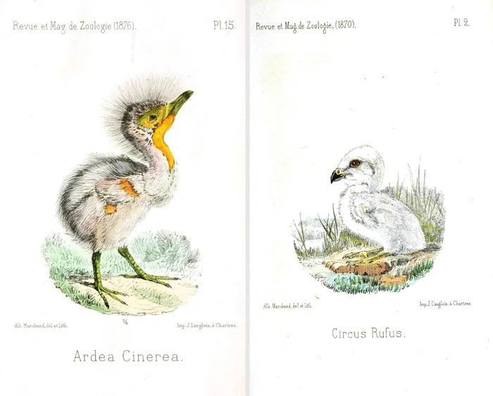 Over 25 Free Vintage Bird Printable Images | Bekob.com #art #free #printable