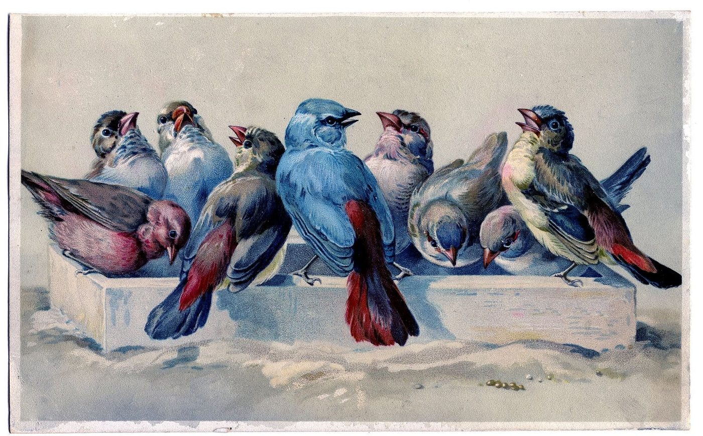 Over 25 Free Vintage Bird Printable Images | Bekob.com #art #free #printable