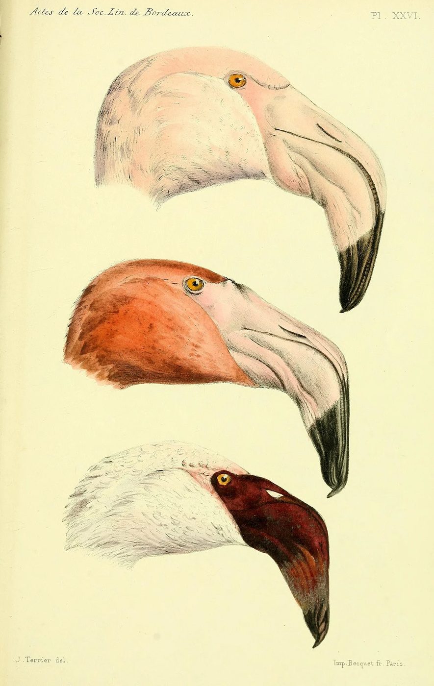 Over 25 Free Vintage Bird Printable Images | Bekob.com #art #free #printable