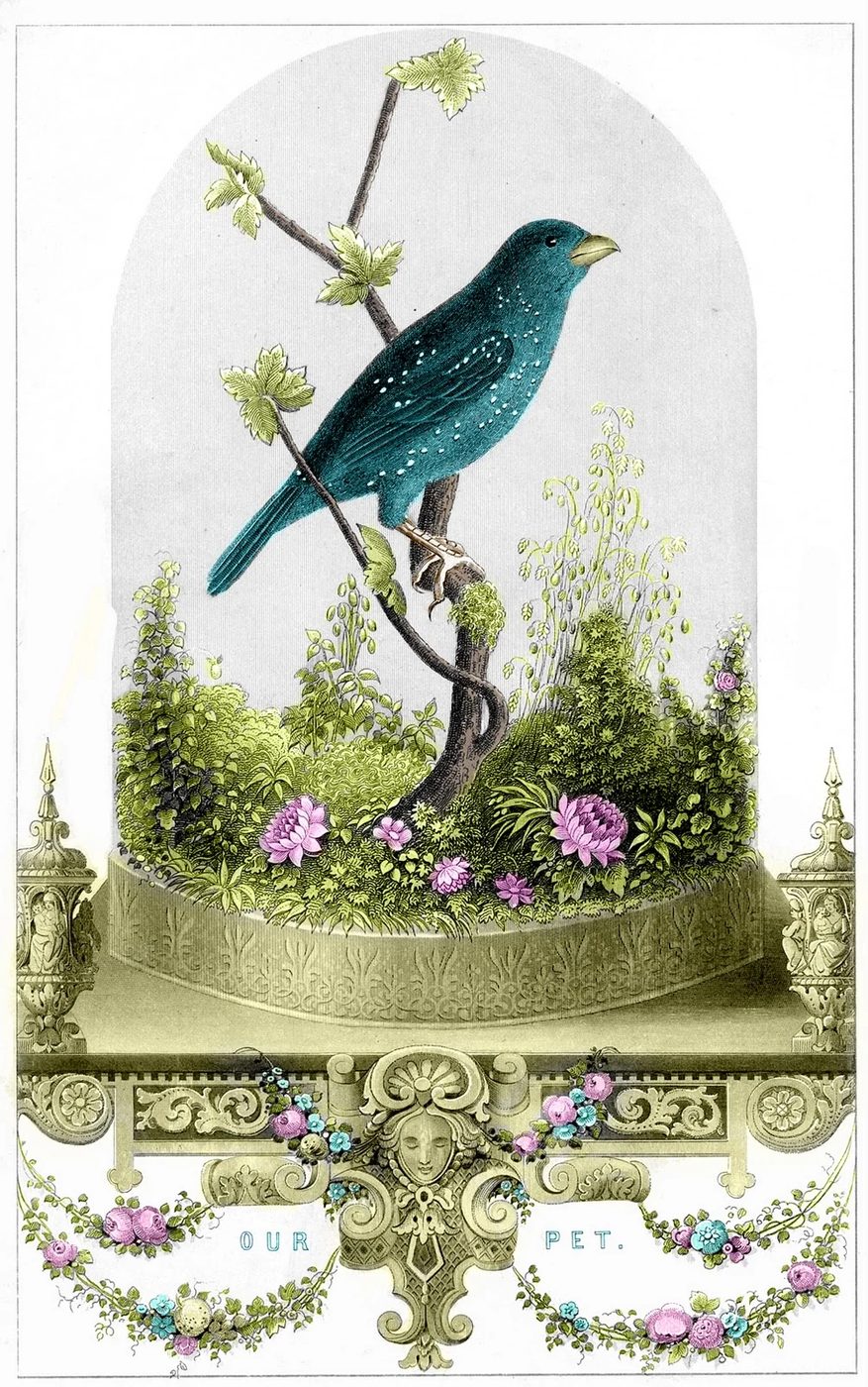 Over 25 Free Vintage Bird Printable Images | Bekob.com #art #free #printable