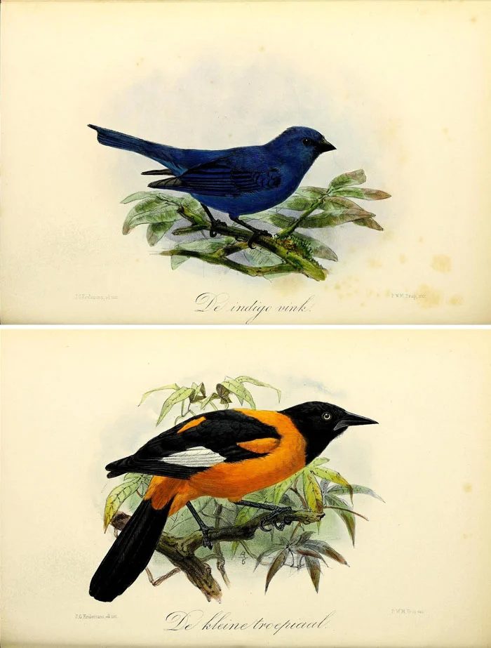 Over 25 Free Vintage Bird Printable Images | Bekob.com #art #free #printable