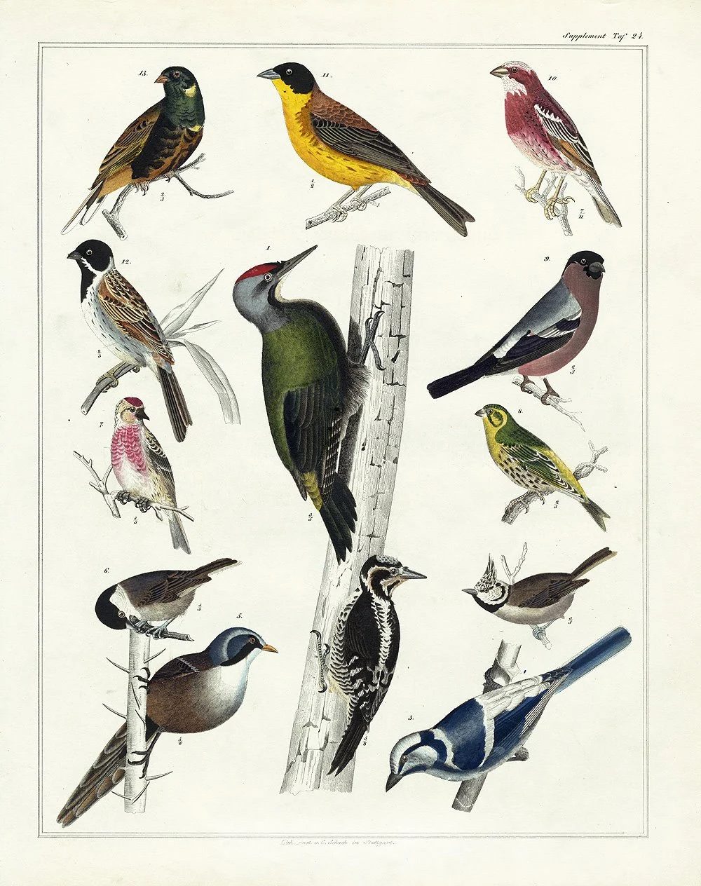 Over 25 Free Vintage Bird Printable Images | Bekob.com #art #free #printable