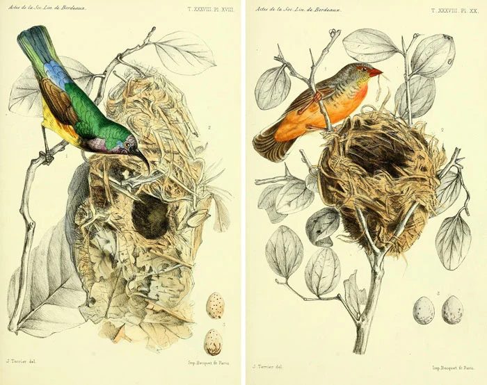 Over 25 Free Vintage Bird Printable Images | Bekob.com #art #free #printable